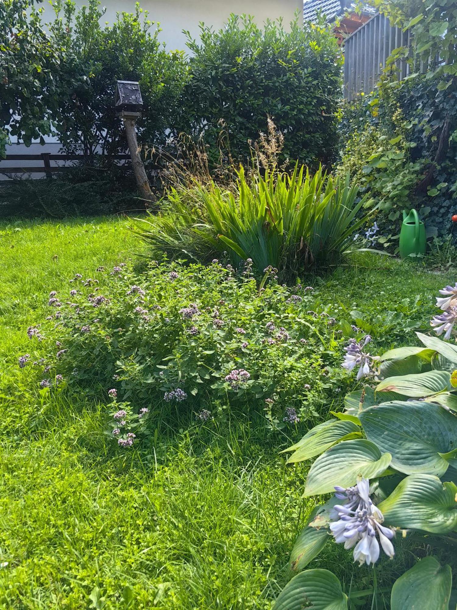 Hisa Hortenzija Luče المظهر الخارجي الصورة